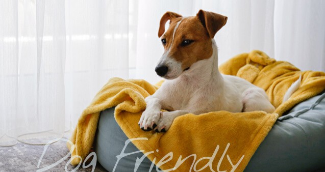 Jack Russel dog in a dog bed